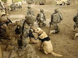 dog, combat,