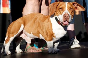 dog, Walle world's ugliest dog winner